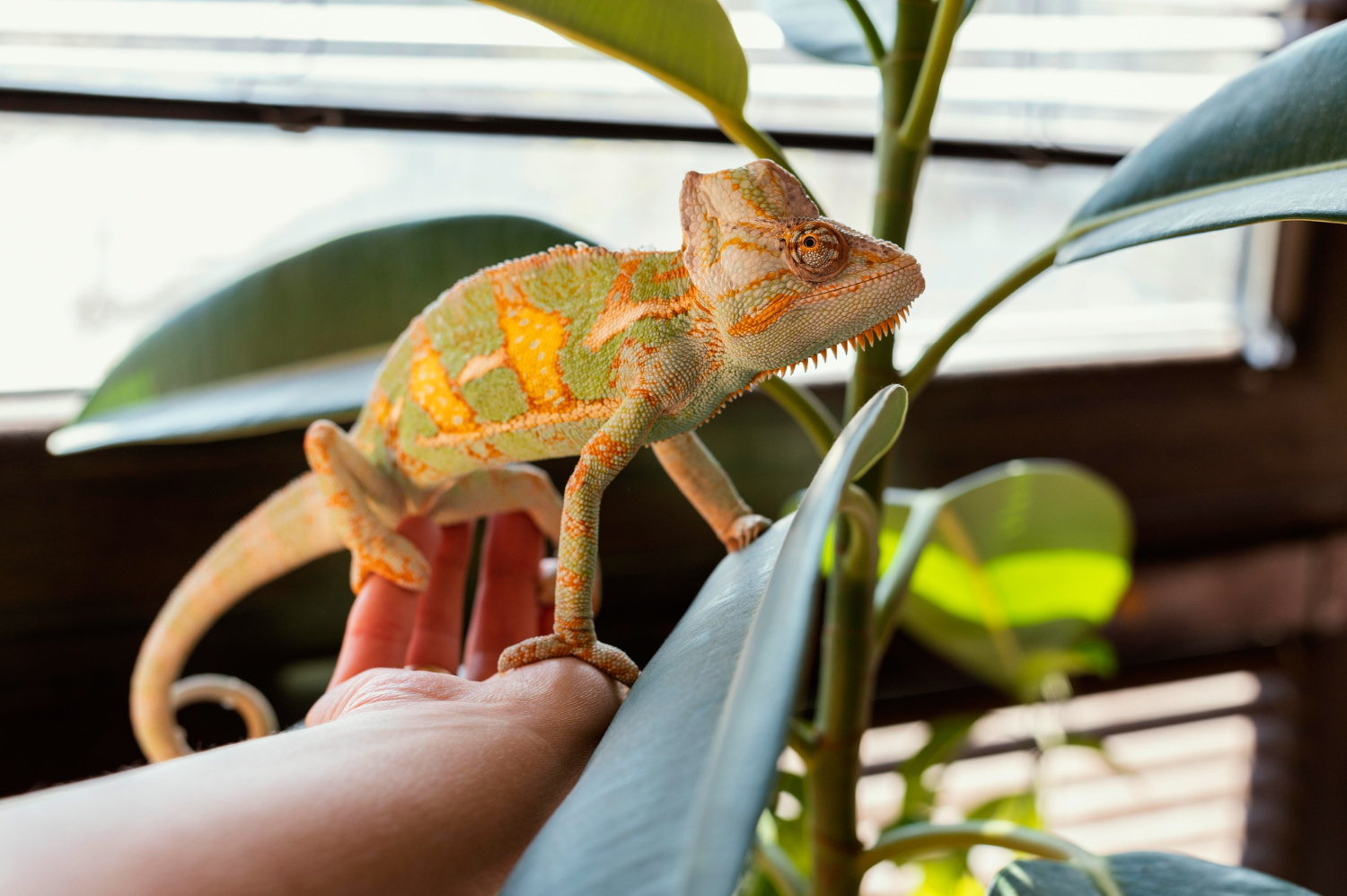 Professional care and maintenance for your reptiles and amphibians