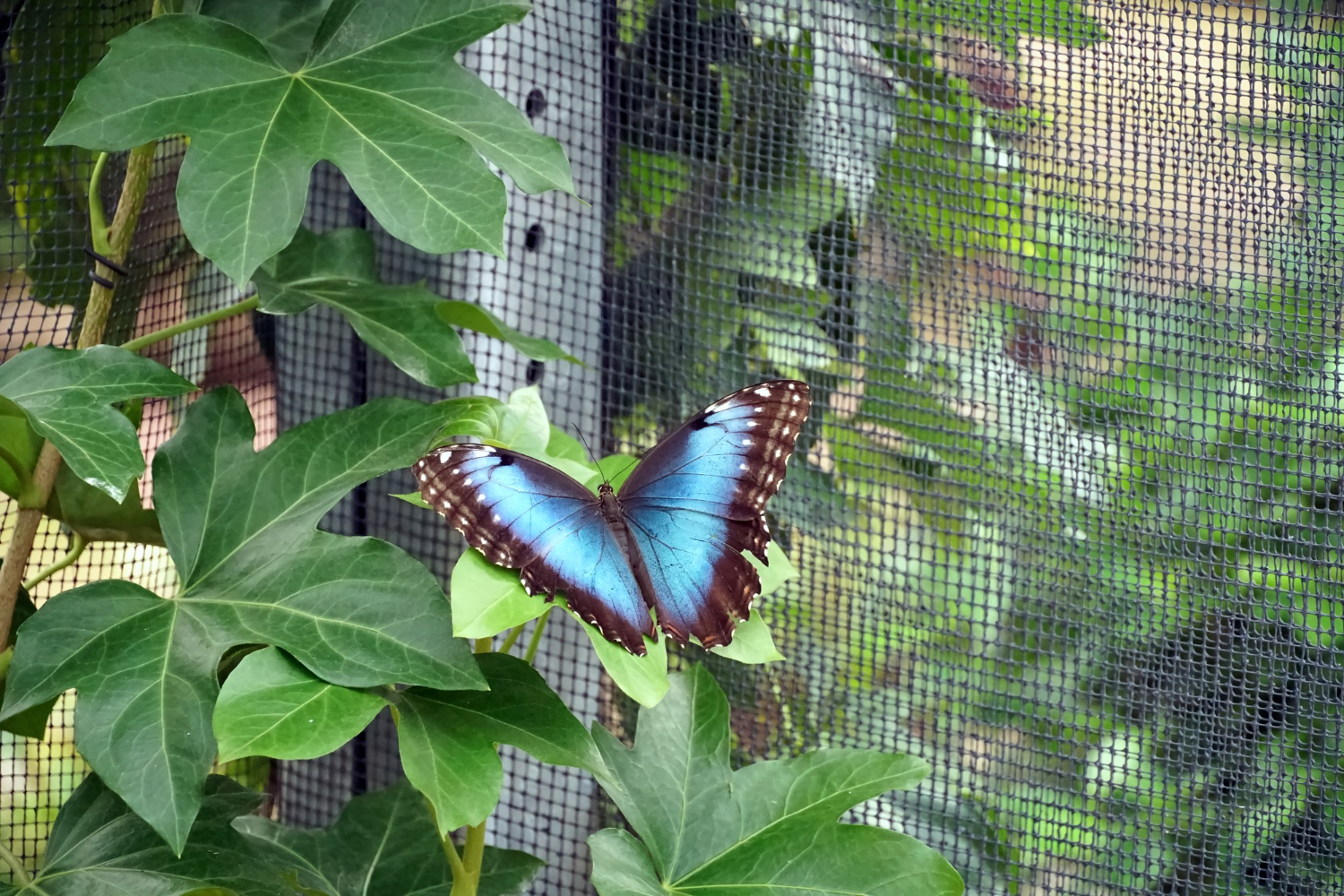 Immersion in the wonderful world of tropical butterflies and insects