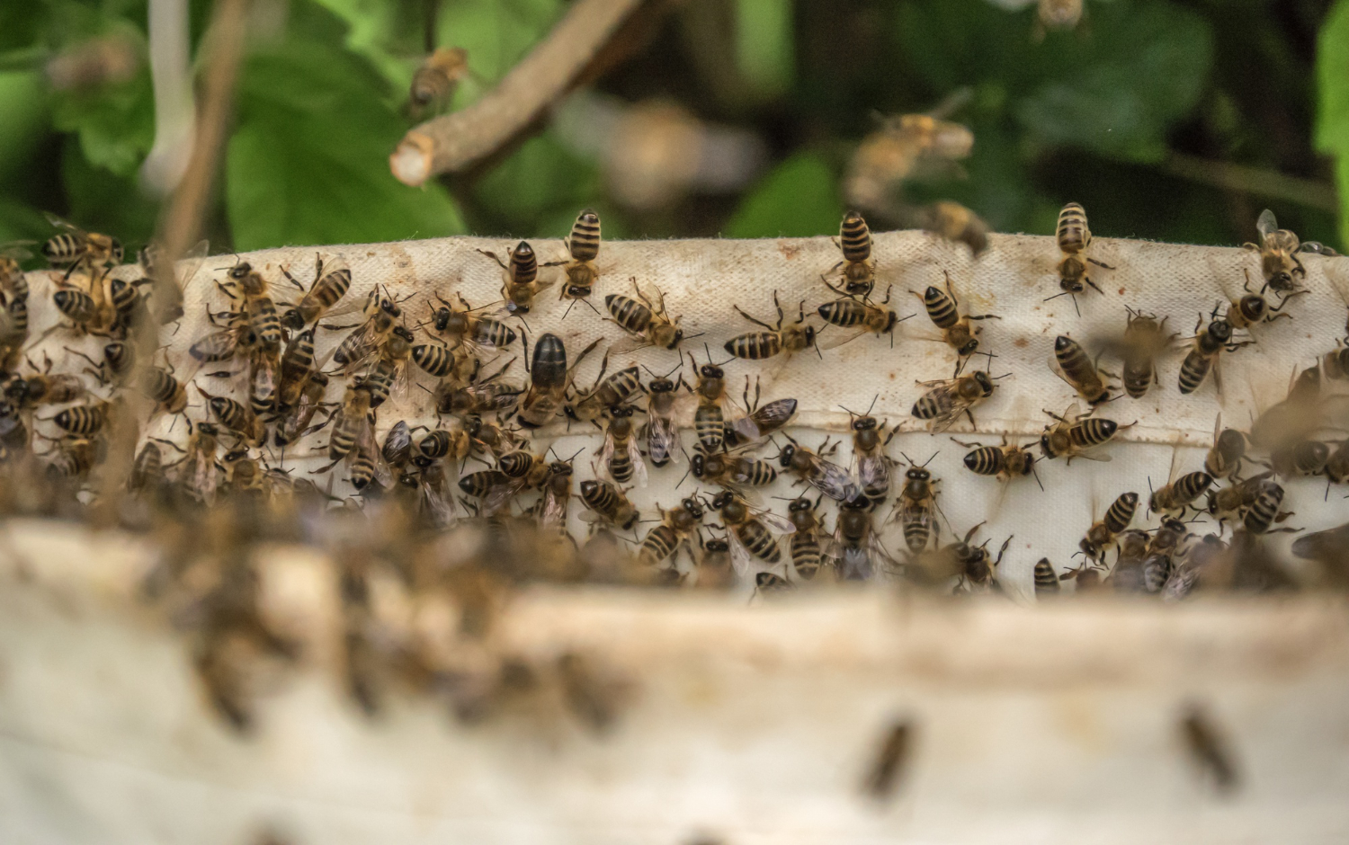 Professional services for breeding and growing bees and other beneficial insects